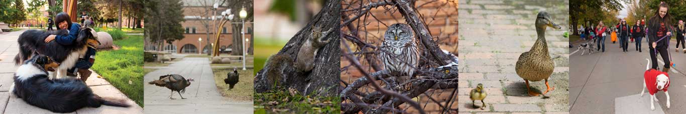 Campus Critters.jpg
