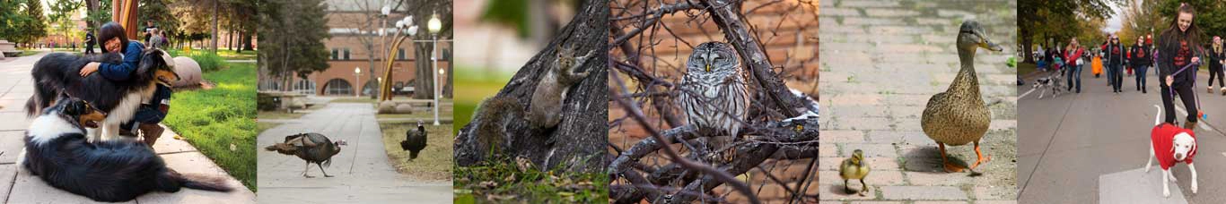 Campus Critters; left to right: dogs, turkeys, squirrels, owl, ducks, dogs