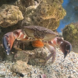 Stone Crab
